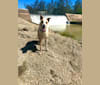 Simba, a Greyhound and Australian Cattle Dog mix tested with EmbarkVet.com