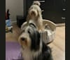 EliZa, a Bearded Collie tested with EmbarkVet.com