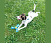 Emmett, a Beagle and Rat Terrier mix tested with EmbarkVet.com