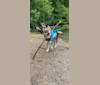 Photo of Turbo, a Siberian Husky and German Shepherd Dog mix in Grand Rapids, MI, USA