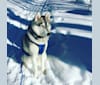 Atlas, a Siberian Husky and Rottweiler mix tested with EmbarkVet.com
