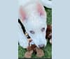 Photo of Zeus Barron, a German Shepherd Dog and Siberian Husky mix in California, USA