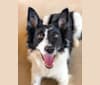 Photo of Zee, a Border Collie  in Michigan, USA