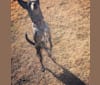 Photo of Josey, a Border Collie, Miniature/MAS-type Australian Shepherd, and Australian Shepherd mix in Kansas, USA