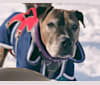 Bronson, an American Pit Bull Terrier tested with EmbarkVet.com