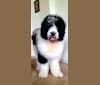 Photo of Harlan, a Poodle (Standard) and Saint Bernard mix in Glasgow, KY, USA