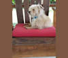 Scout, a Poodle (Small) and Shih Tzu mix tested with EmbarkVet.com