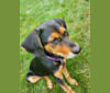 Hazel, a Black and Tan Coonhound and German Shepherd Dog mix tested with EmbarkVet.com