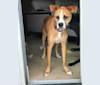 Nixon, an American Pit Bull Terrier and Boxer mix tested with EmbarkVet.com