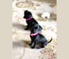 Milly, a Poodle (Small) and Pekingese mix tested with EmbarkVet.com