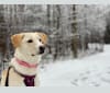 Sophie, a West Asian Village Dog tested with EmbarkVet.com