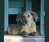 Copper, a Labrador Retriever and Australian Cattle Dog mix tested with EmbarkVet.com