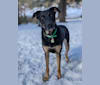 Jackson, a German Shepherd Dog and Boxer mix tested with EmbarkVet.com