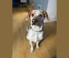 Photo of Buddy, a Boxer, Australian Cattle Dog, Boston Terrier, and Mixed mix in Missouri, USA