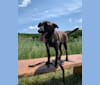 Photo of Gracie, an American Pit Bull Terrier, Labrador Retriever, Chow Chow, Siberian Husky, German Shepherd Dog, and Mixed mix in Goldsboro, North Carolina, USA
