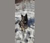 Ellie, a Norwegian Elkhound tested with EmbarkVet.com