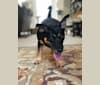 Maisie, a Russell-type Terrier and Labrador Retriever mix tested with EmbarkVet.com