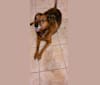 Brinks, an Australian Cattle Dog and Rottweiler mix tested with EmbarkVet.com