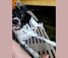 Millie, a Labrador Retriever and Great Pyrenees mix tested with EmbarkVet.com