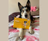 Sigyn, a Siberian Husky and Shetland Sheepdog mix tested with EmbarkVet.com