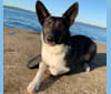 Bailey, a Border Collie and Shetland Sheepdog mix tested with EmbarkVet.com