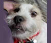 Freyja, an American Pit Bull Terrier and Shih Tzu mix tested with EmbarkVet.com