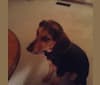 Josie, a Beagle and Mixed mix tested with EmbarkVet.com