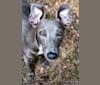 Skye, a Whippet tested with EmbarkVet.com
