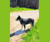 BugZ, an Australian Cattle Dog tested with EmbarkVet.com