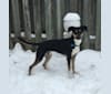 Zeus, a Siberian Husky and German Shepherd Dog mix tested with EmbarkVet.com