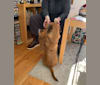 Murphy, a Beagle and Boxer mix tested with EmbarkVet.com