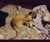 Photo of Prince, an American Pit Bull Terrier, Redbone Coonhound, Beagle, Great Pyrenees, and Mixed mix in Sweetwater, Tennessee, USA