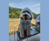 pora, an Old English Sheepdog and Bedlington Terrier mix tested with EmbarkVet.com