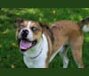 Thor, a Boston Terrier and Siberian Husky mix tested with EmbarkVet.com