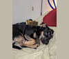 Chewie, a Pug and Chihuahua mix tested with EmbarkVet.com