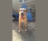Photo of Sammy, a Rat Terrier, Golden Retriever, American Eskimo Dog, Miniature Schnauzer, and Mixed mix in Robinson, IL, USA
