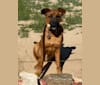 Moose Rex Zipp, a Boxer and German Shepherd Dog mix tested with EmbarkVet.com