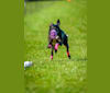 Birch, a Greyhound tested with EmbarkVet.com