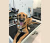 Winston, an Arabian Village Dog tested with EmbarkVet.com