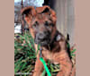 Kellus von Lotta, a German Shepherd Dog tested with EmbarkVet.com
