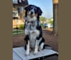 Photo of Wally, a Collie, American Pit Bull Terrier, Beagle, Great Pyrenees, Border Collie, and Mixed mix in Charleston, West Virginia, USA