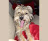 Abbey, a Miniature Schnauzer and Poodle (Small) mix tested with EmbarkVet.com