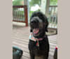 Sasha, a Poodle (Standard) tested with EmbarkVet.com