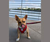 Frankie, a Chihuahua and Pekingese mix tested with EmbarkVet.com