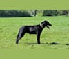 Fray, a Labrador Retriever tested with EmbarkVet.com