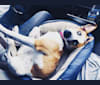 Ada, a Staffordshire Terrier and Labrador Retriever mix tested with EmbarkVet.com
