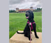 Sasha, a Poodle (Standard) tested with EmbarkVet.com