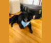 Yusuke, a Chihuahua and Shih Tzu mix tested with EmbarkVet.com
