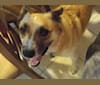 Piper, a Labrador Retriever and Australian Cattle Dog mix tested with EmbarkVet.com