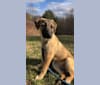Tazz, an Anatolian Shepherd Dog and Labrador Retriever mix tested with EmbarkVet.com